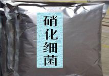 菌种